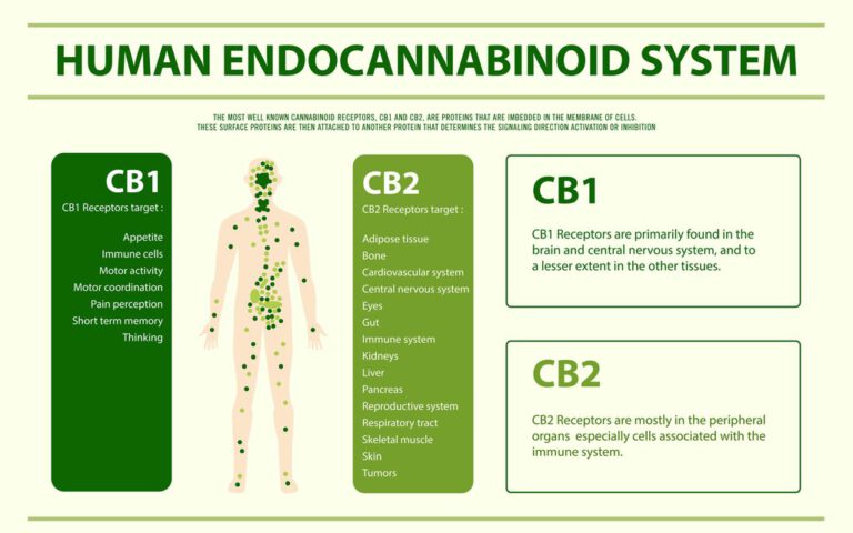 układ endokannabinoidowy